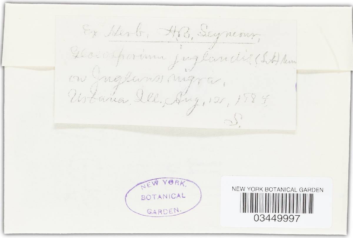 Gloeosporium juglandis image