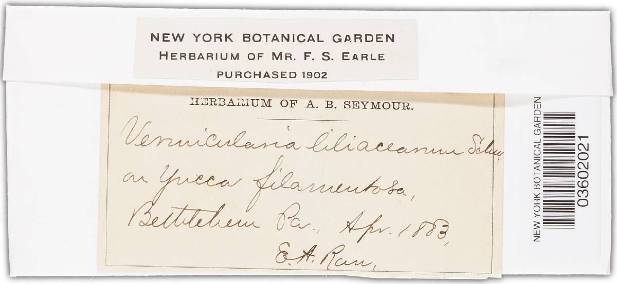 Colletotrichum liliacearum image