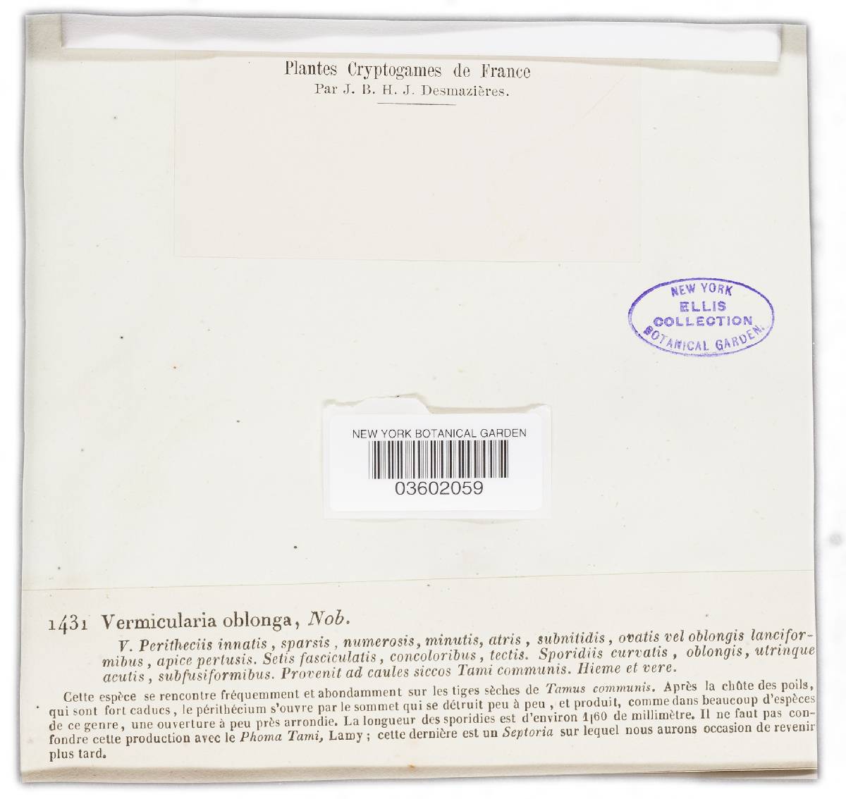 Vermicularia oblonga image
