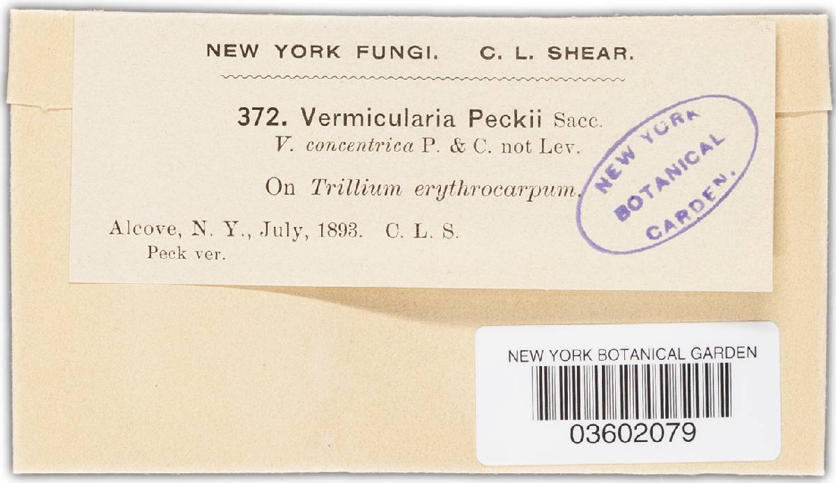 Vermicularia peckii image