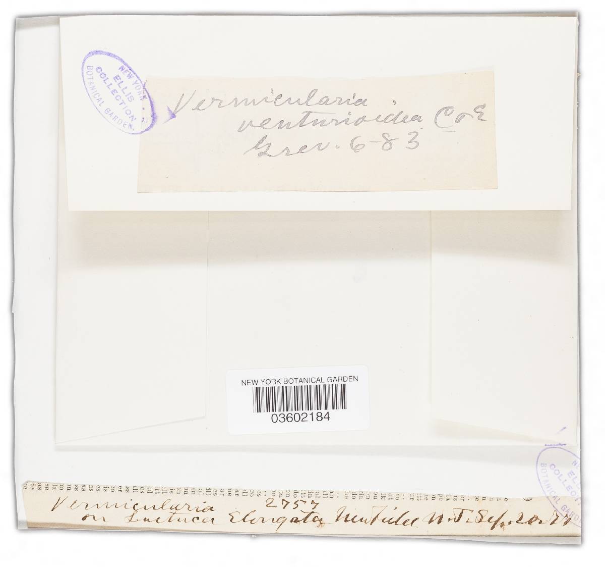 Vermicularia velutina image