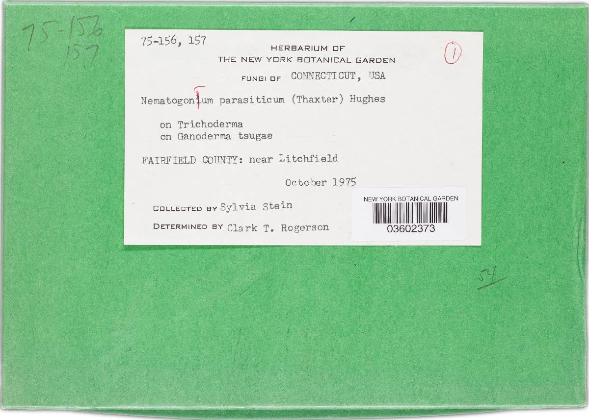 Nematogonum parasiticum image