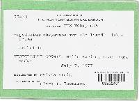 Sepedonium ampullosporum image