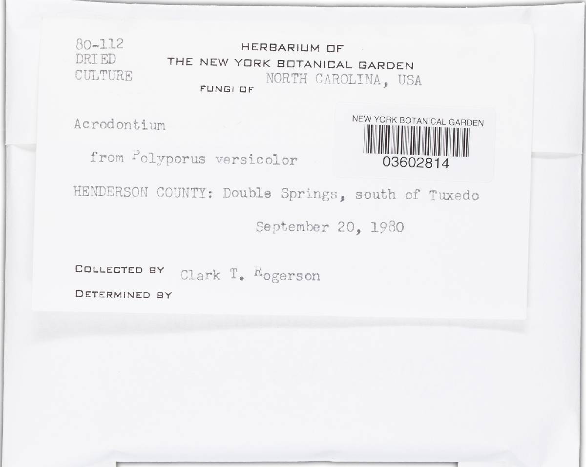 Acrodontium image