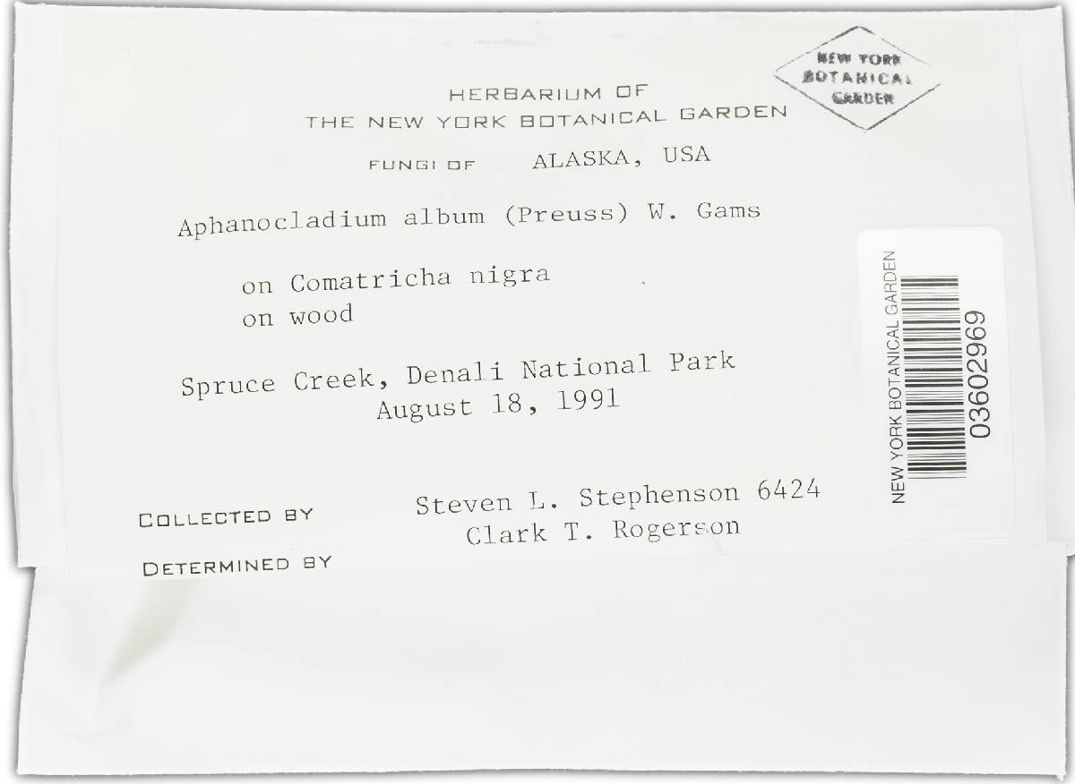 Aphanocladium image