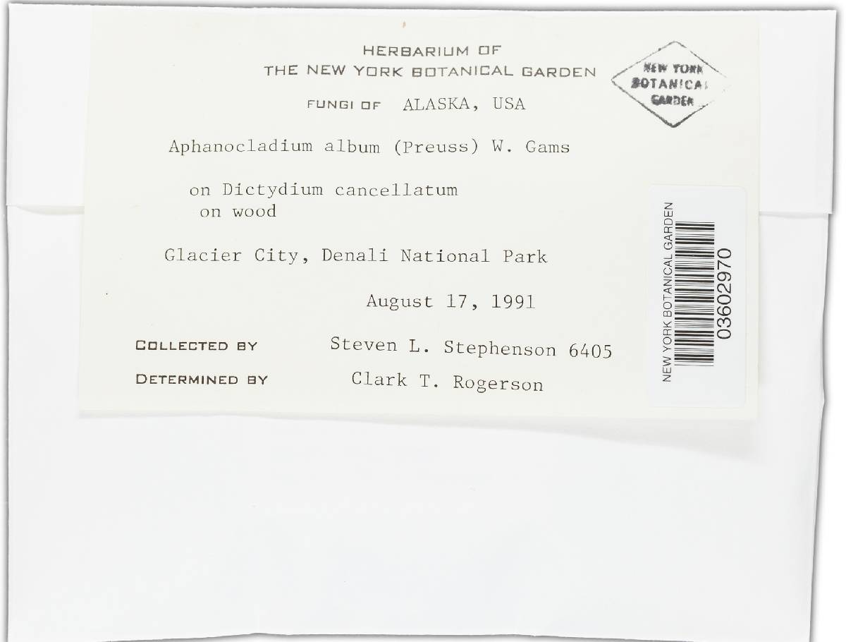 Aphanocladium album image
