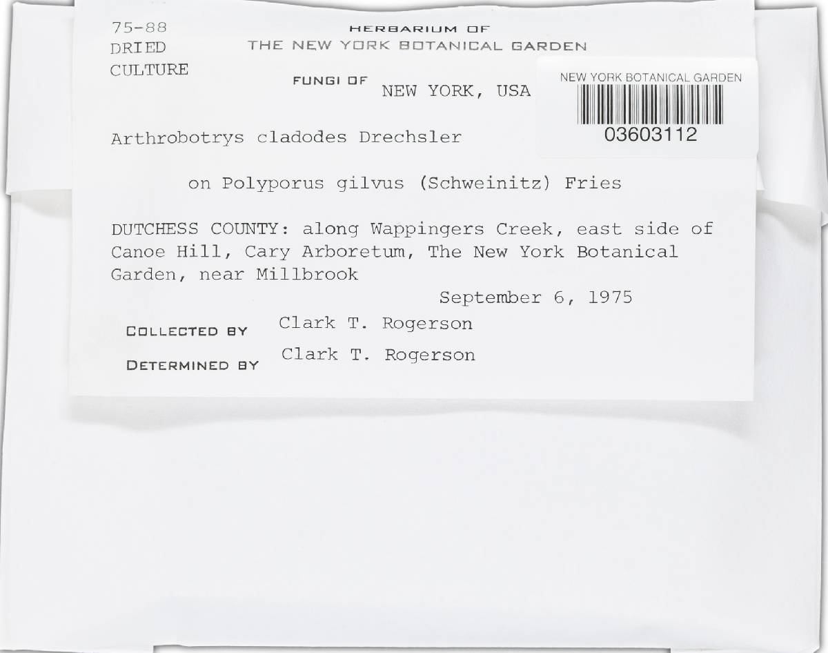 Arthrobotrys cladodes image