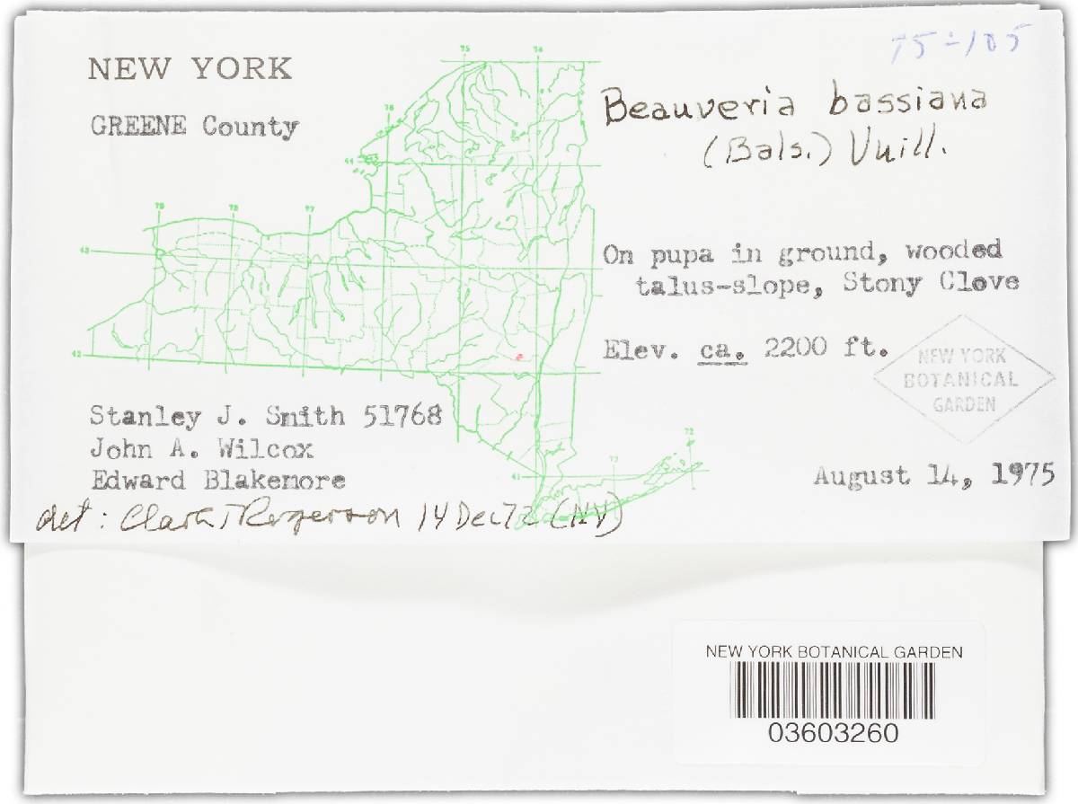 Beauveria bassiana image