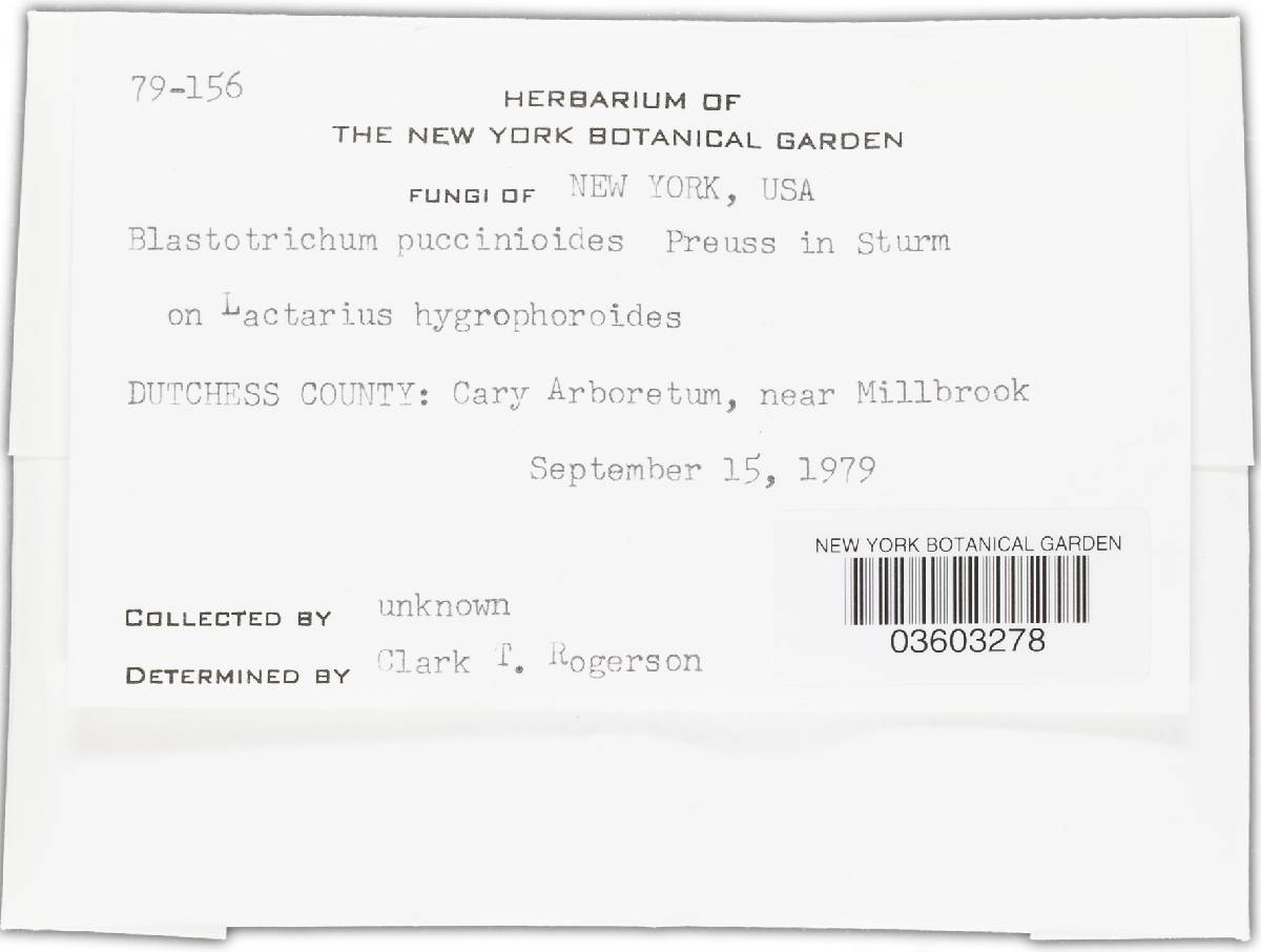 Blastotrichum puccinioides image