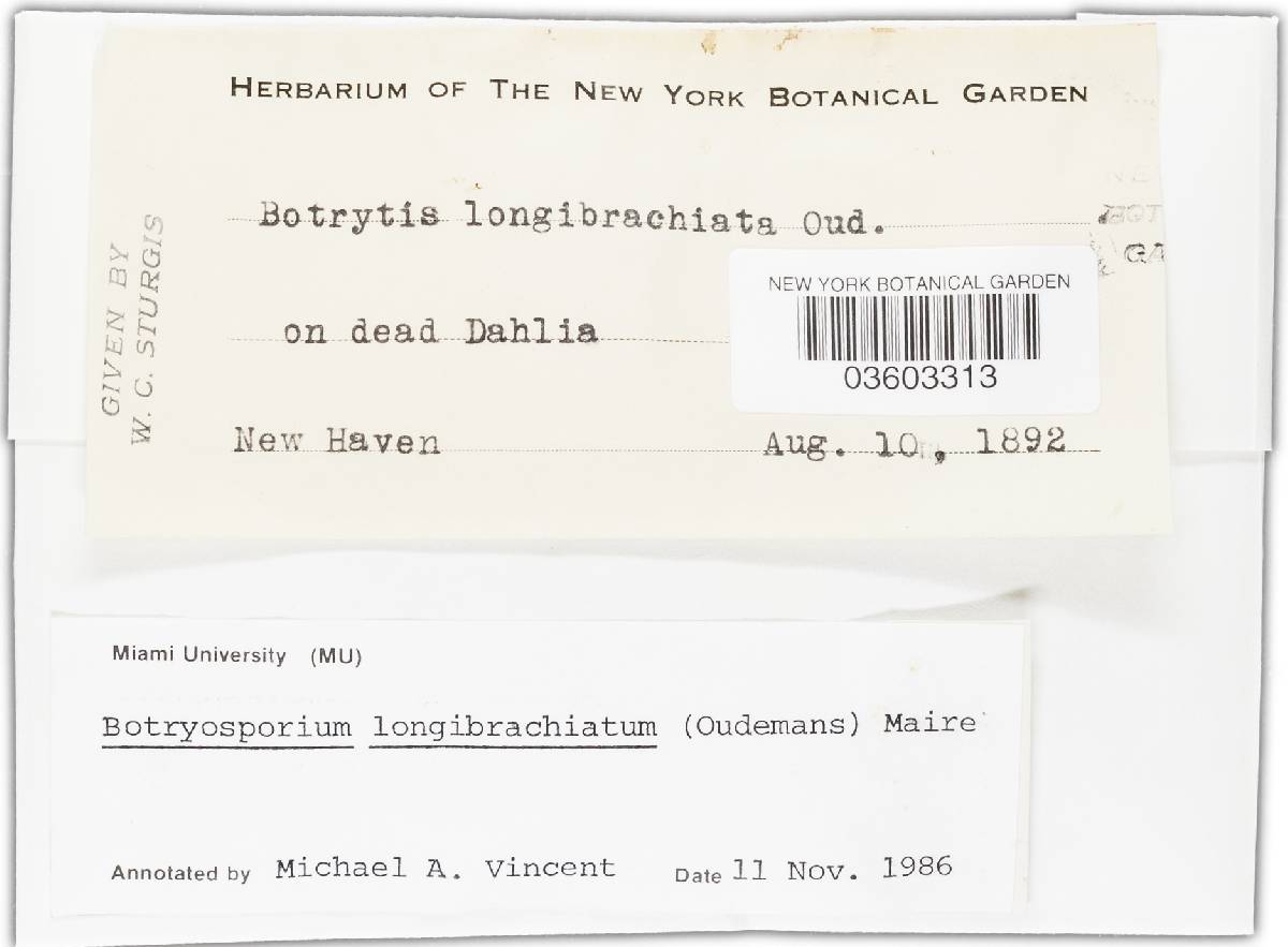 Botryosporium longibrachiatum image