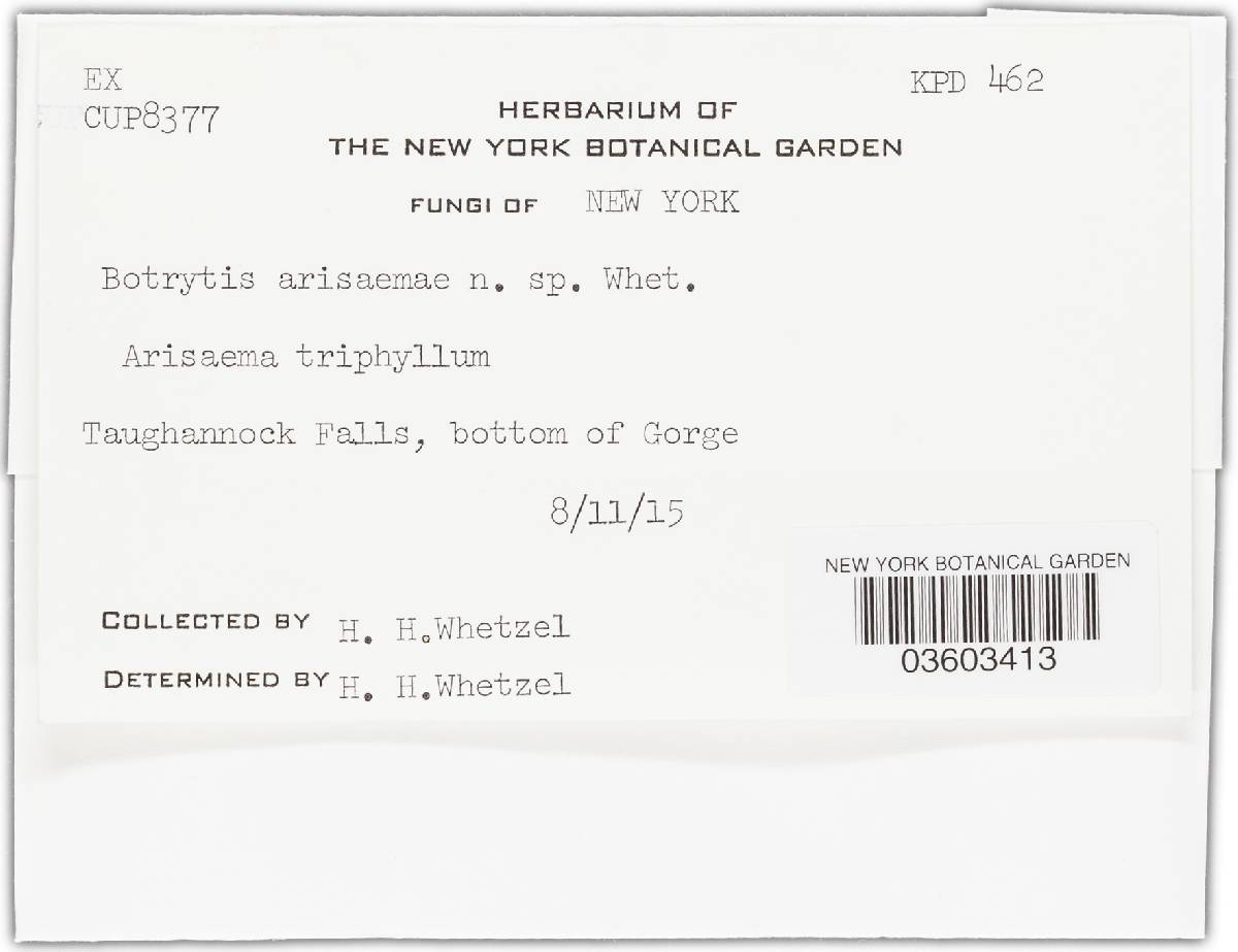 Botrytis affinis image