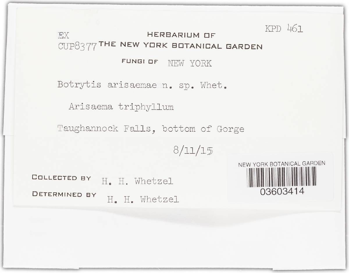 Botrytis affinis image