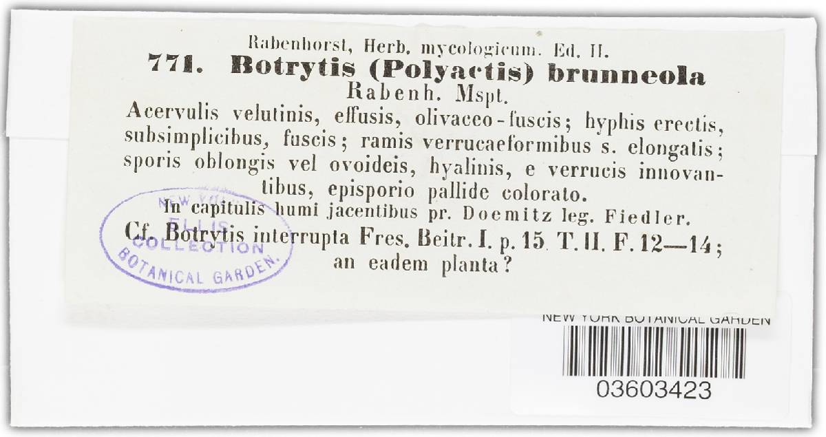 Botrytis brunneola image