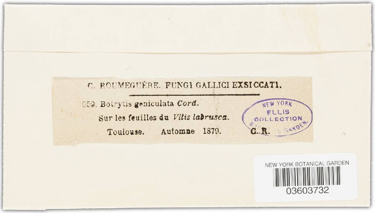 Botrytis geniculata image