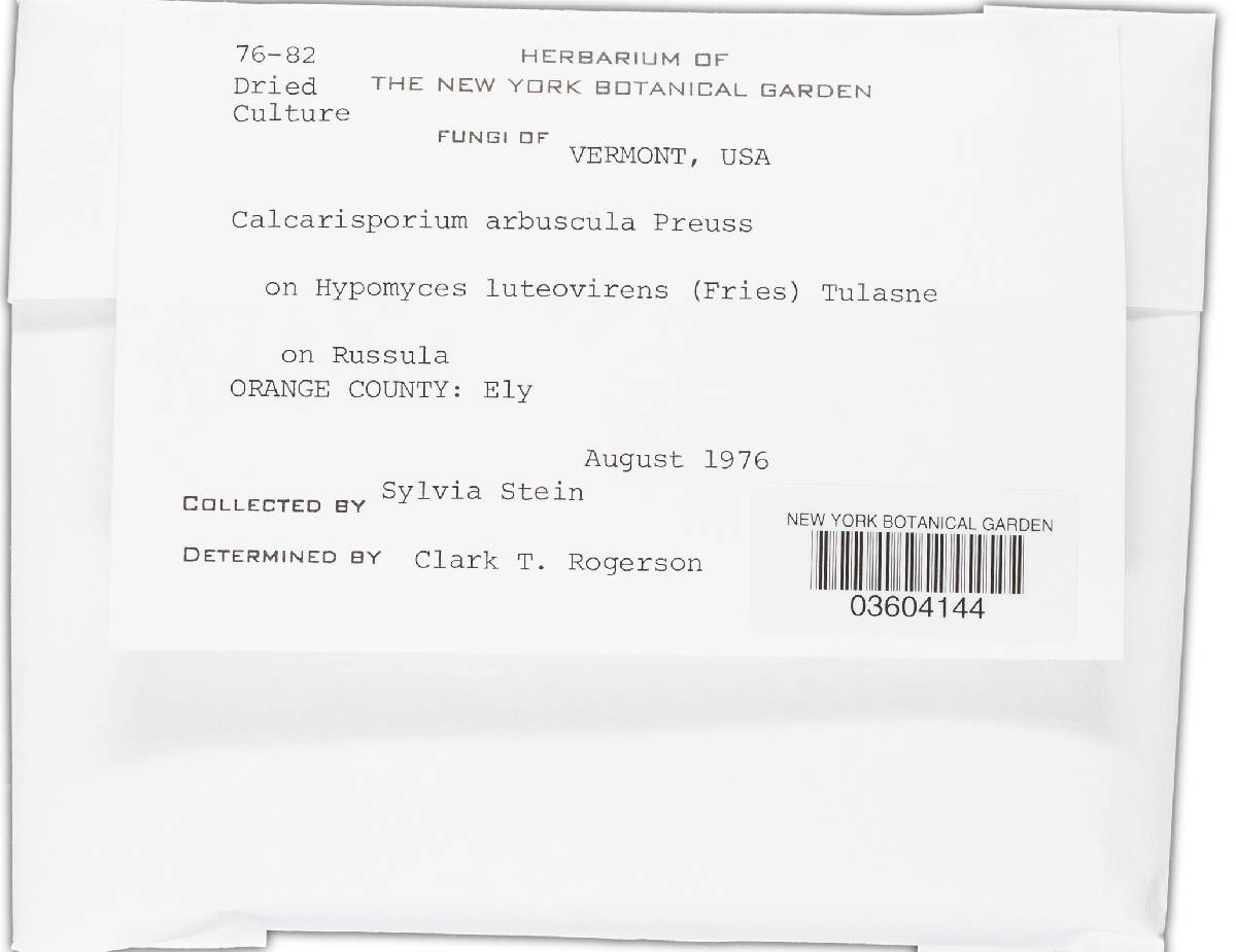 Calcarisporium image
