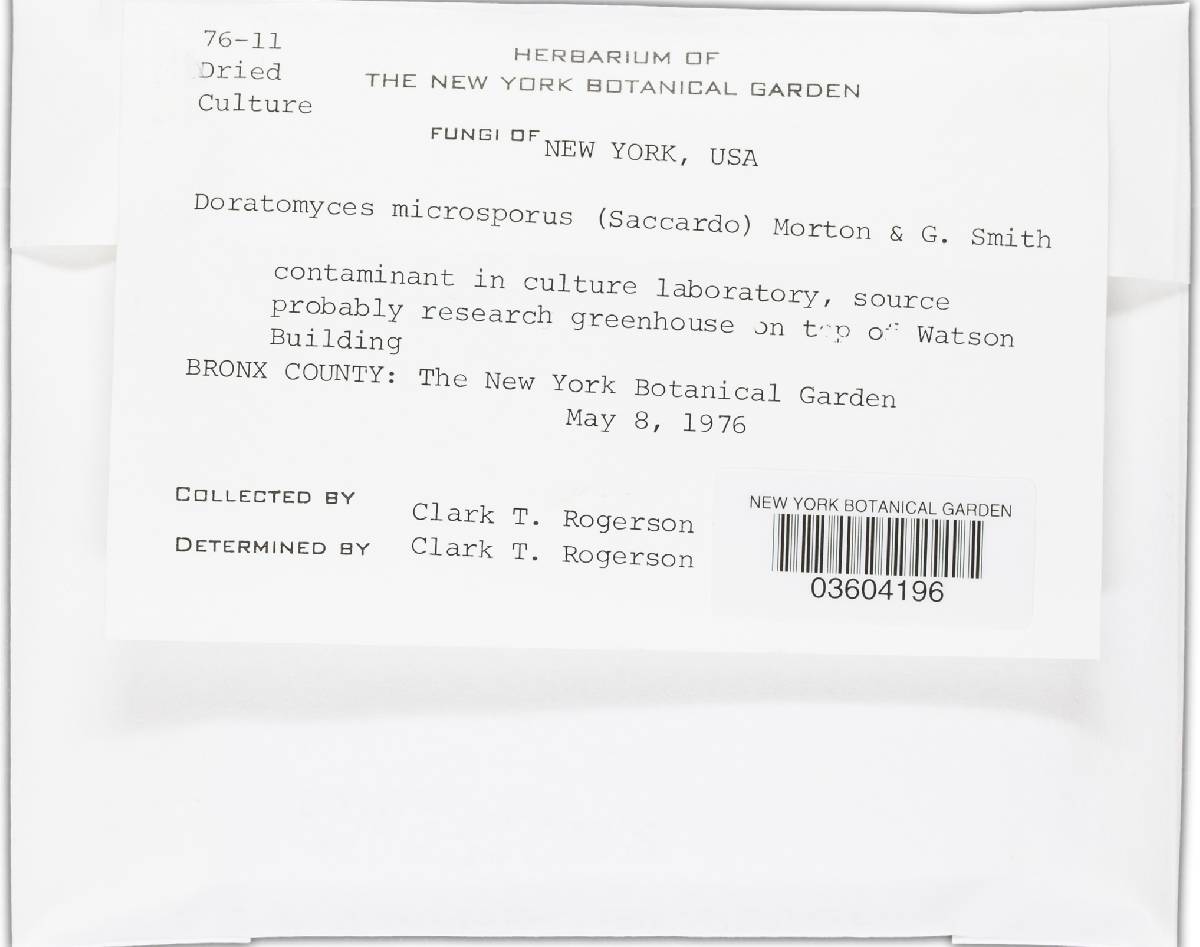 Cephalotrichum microsporum image