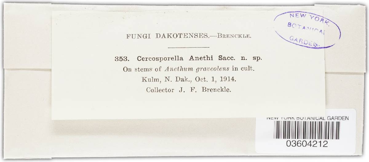 Cercosporella anethi image