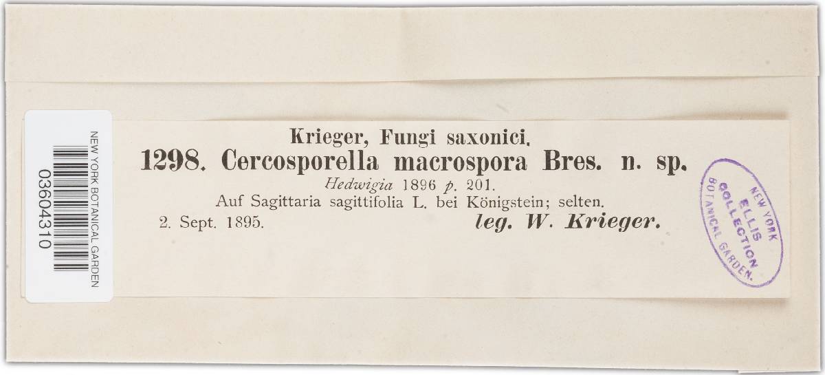 Cercosporella macrospora image