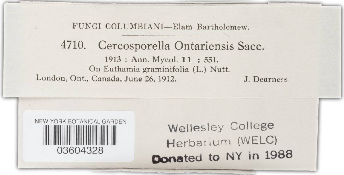 Cercosporella ontariensis image