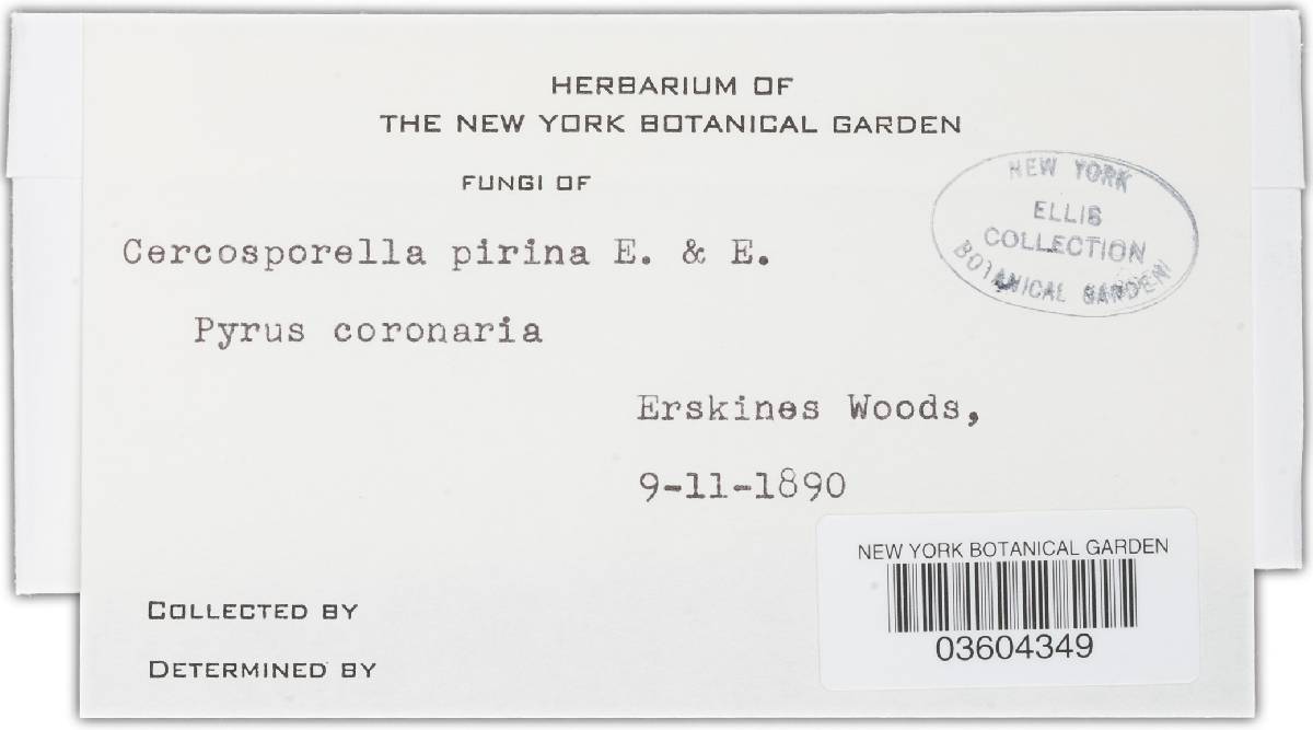 Cercosporella pirina image