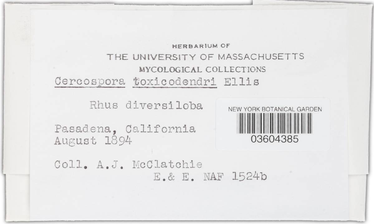 Cercosporella image