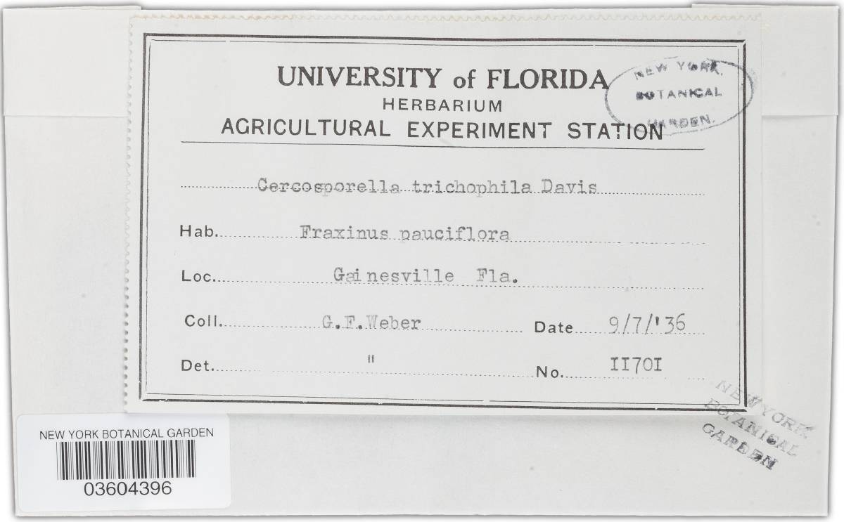 Cercosporella trichophila image
