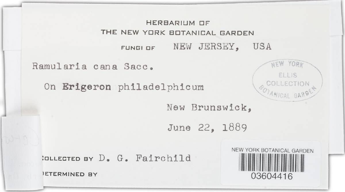 Cercosporella virgaureae image