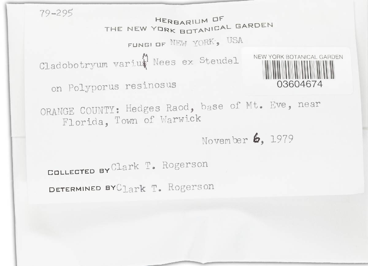 Hypomyces aurantius image