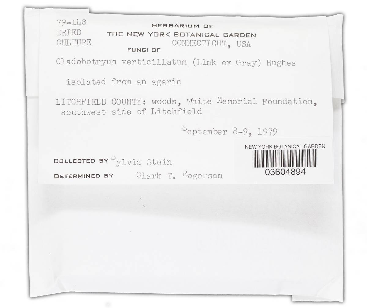Cladobotryum verticillatum image