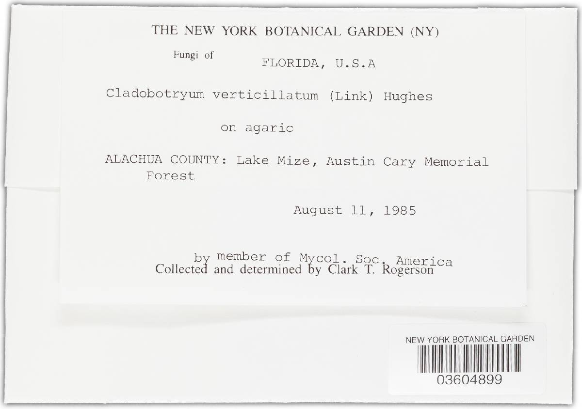 Cladobotryum image