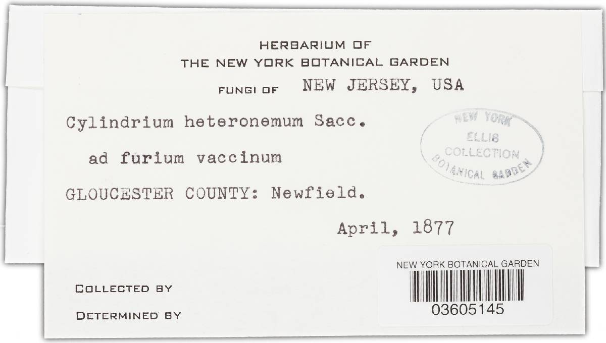 Fusidium heteronemum image