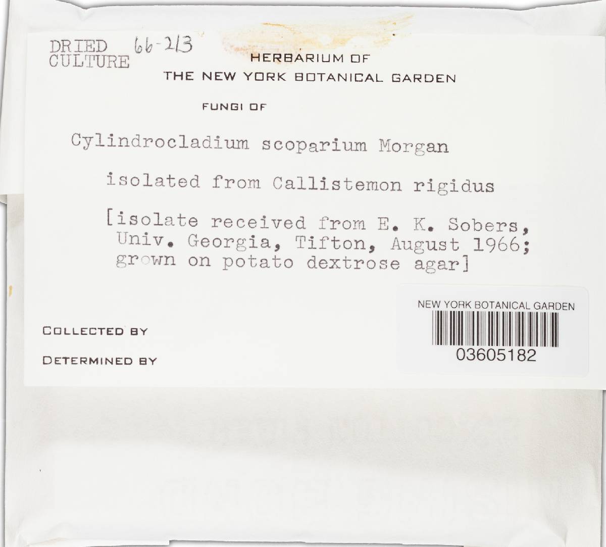 Calonectria morganii image