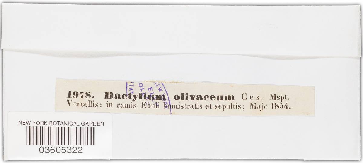 Dactylium olivaceum image