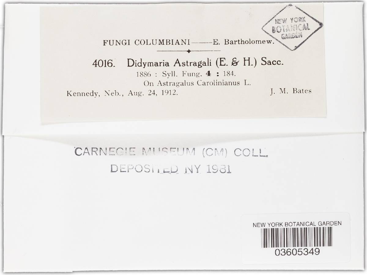 Didymaria astragali image