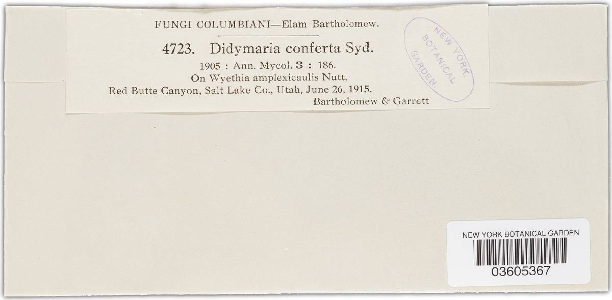 Didymaria conferta image