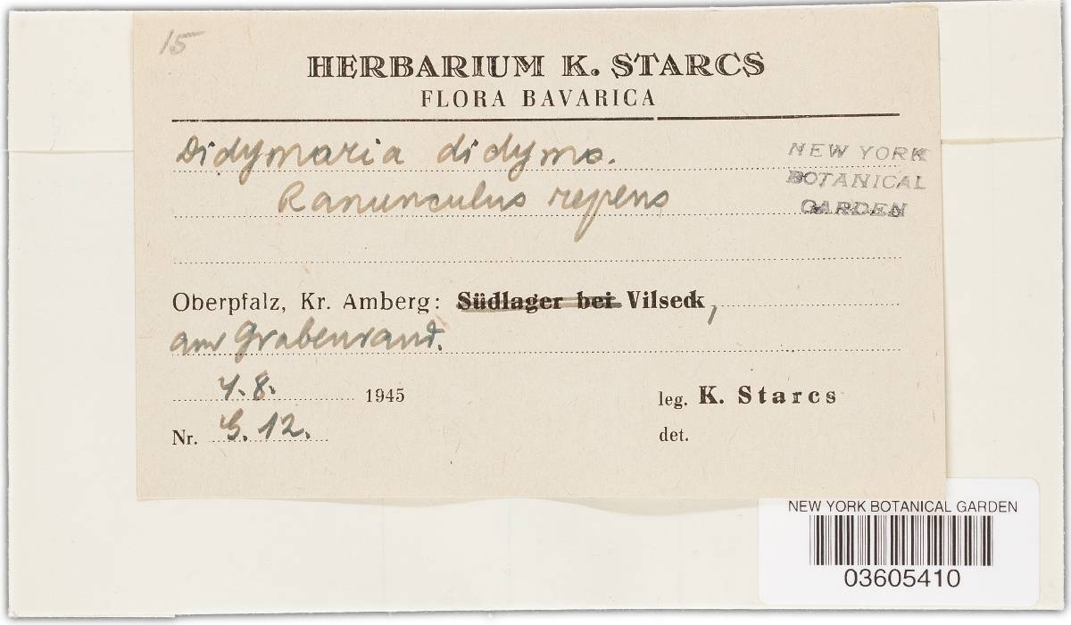 Ramularia didyma image