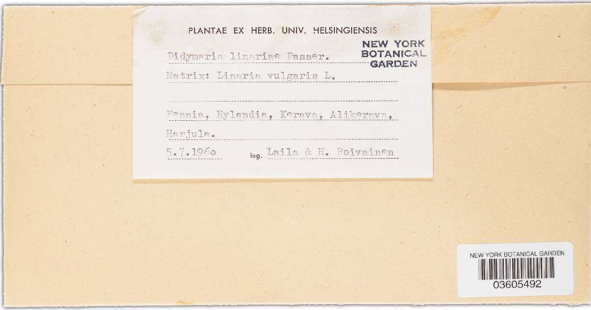 Didymaria linariae image