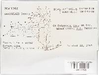 Hypomyces aurantius image