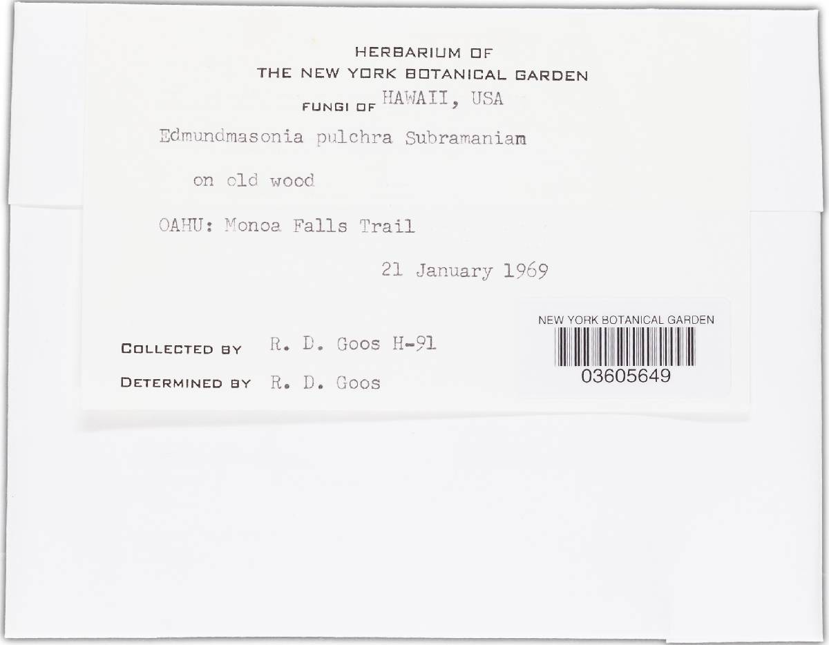 Brachysporiella image