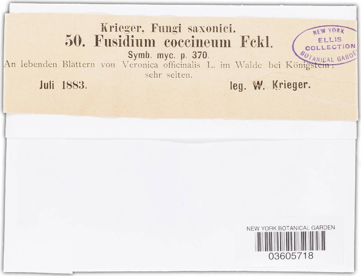 Fusidium coccineum image
