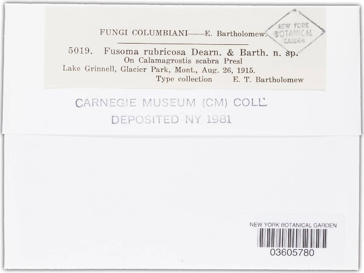 Fusoma rubricosum image