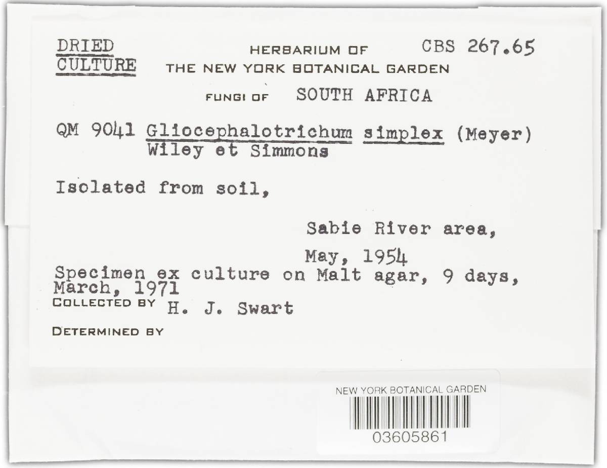 Gliocephalotrichum simplex image