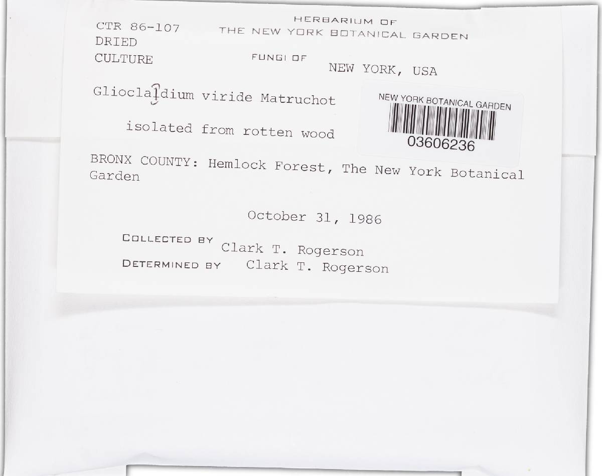 Gliocladium virens image