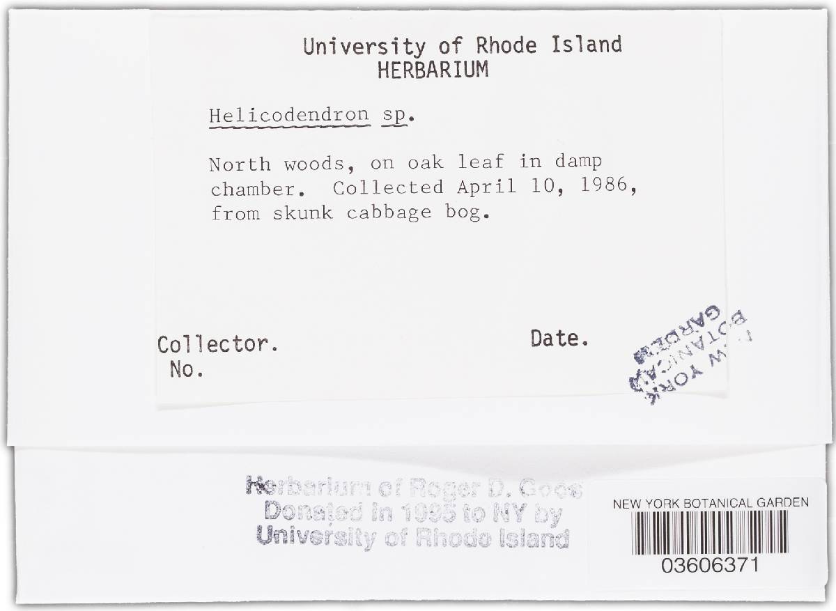 Helicodendron image
