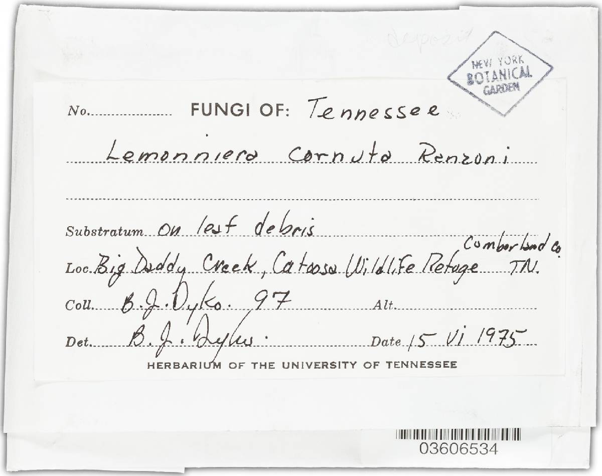 Lemonniera cornuta image