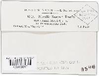Monilia seaveri image