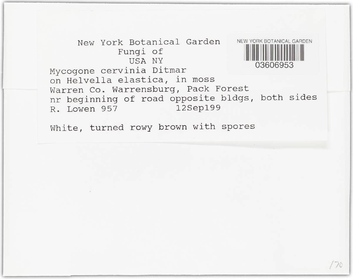 Mycogone cervina image