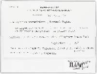Nematogonum parasiticum image