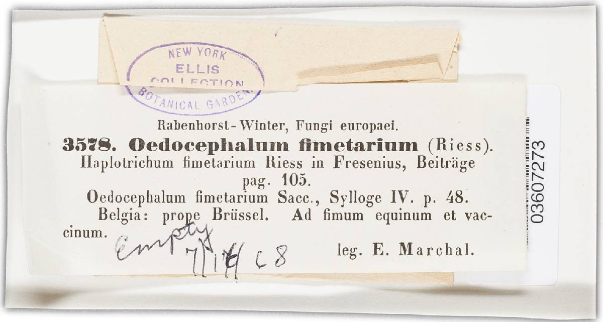 Oedocephalum fimetarium image