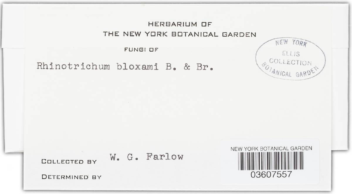 Oidium bloxami image